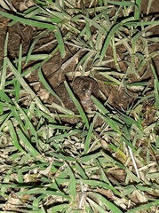 Uperoleia rugosa