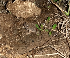 Uperoleia rugosa