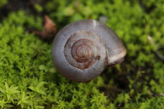 Gastropoda