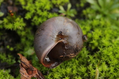 Gastropoda