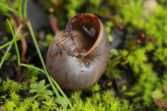 Gastropoda