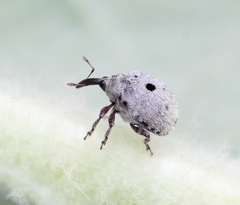 Cionus olens
