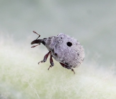 Cionus olens