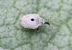Cionus olens