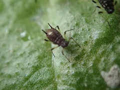 Uroleucon picridis