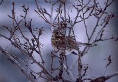 Turdus pilaris