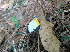 Mylothris chloris chloris