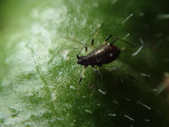 Uroleucon picridis