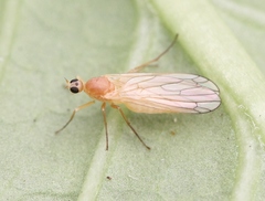 Dryodromia testacea