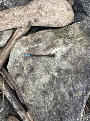 Oxyallagma dissidens