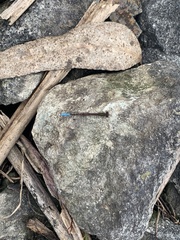 Oxyallagma dissidens