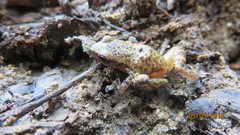 Eleutherodactylus pallidus