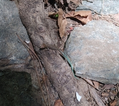 Anatololacerta anatolica