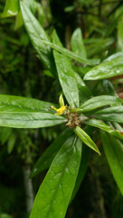 Corokia buddleioides