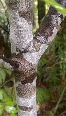 Corokia buddleioides