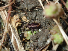 Notiophilus quadripunctatus