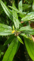 Corokia buddleioides