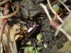 Notiophilus quadripunctatus