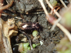 Notiophilus quadripunctatus