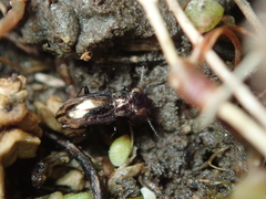 Notiophilus quadripunctatus