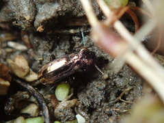 Notiophilus quadripunctatus