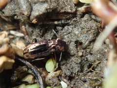 Notiophilus quadripunctatus