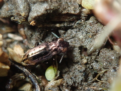 Notiophilus quadripunctatus