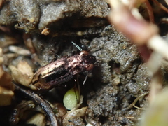 Notiophilus quadripunctatus