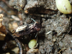 Notiophilus quadripunctatus