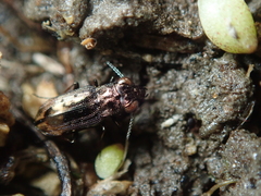 Notiophilus quadripunctatus