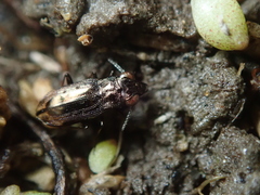 Notiophilus quadripunctatus