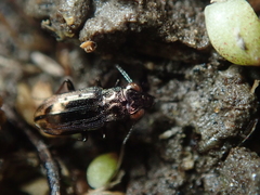 Notiophilus quadripunctatus
