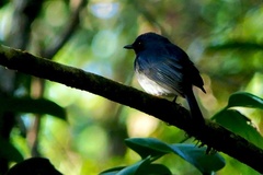 Cyornis pallidipes
