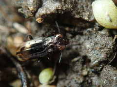 Notiophilus quadripunctatus