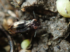 Notiophilus quadripunctatus