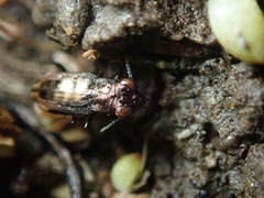 Notiophilus quadripunctatus