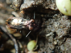 Notiophilus quadripunctatus