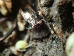 Notiophilus quadripunctatus