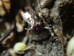 Notiophilus quadripunctatus