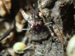 Notiophilus quadripunctatus