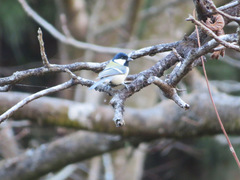 Parus minor