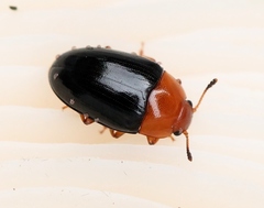 Triplax rufipes