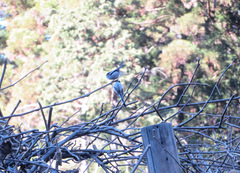 Aegithalos caudatus