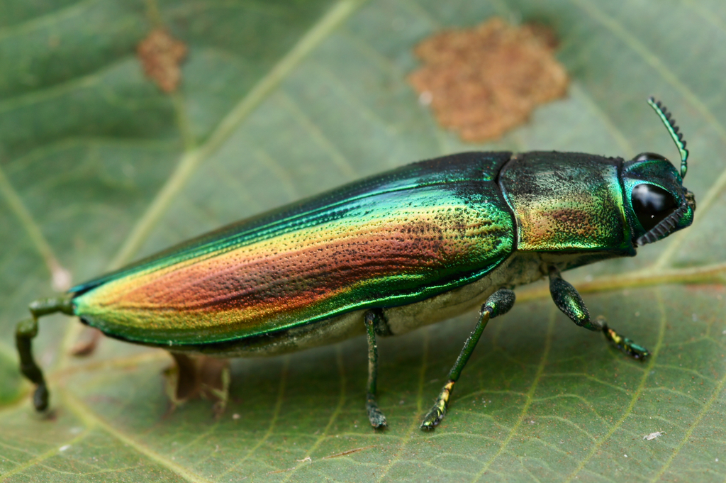 Chrysaspis