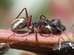Camponotus suffusus bendigensis