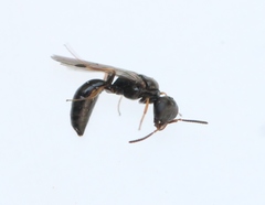 Spilomena