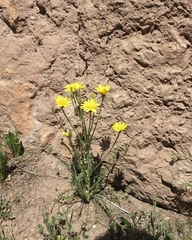 Scorzonera laciniata