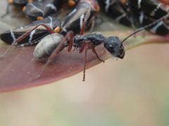 Camponotus suffusus bendigensis