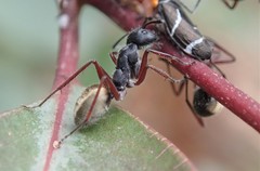 Camponotus suffusus bendigensis