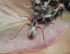 Camponotus suffusus bendigensis